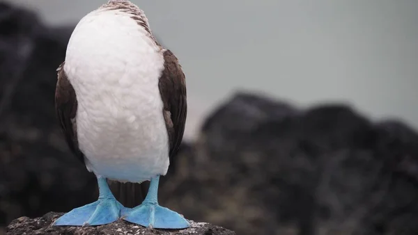 Pájaro Bobo Patas Azules Parado Sobre Una Roca Arreglando Sus — Foto de Stock
