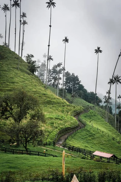 Vertikalt Skud Sti Landlig Grøn Cocora Valley Tågede Skyer Colombia - Stock-foto