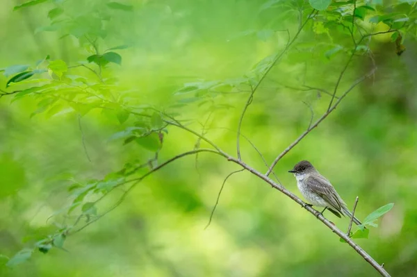 Zelené Větvi Stromu Seděl Pták Východního Phoebe — Stock fotografie