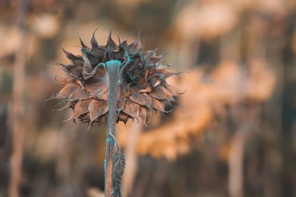 一朵干枯的向日葵在田野里的后部的特写 — 图库照片