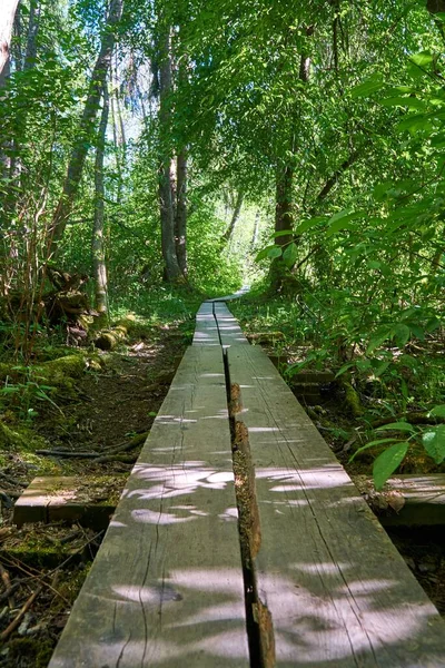 Vertical Shot Long Boardwalk Footpath Forest — Stock Photo, Image
