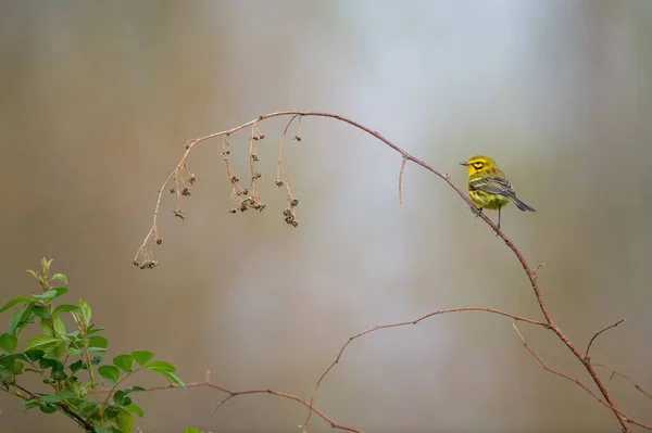 Yellow Prairie Warbler Perched Weathered Branch Plant — Stock Photo, Image