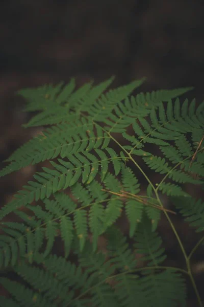 Pionowe Zbliżenie Liści Paproci Ogrodzie Zamazanym Tłem — Zdjęcie stockowe