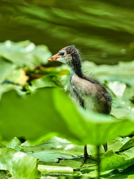 stock image A vertical shallow focus shot of adorable Common moorhen bird on floating green leaves in a pond