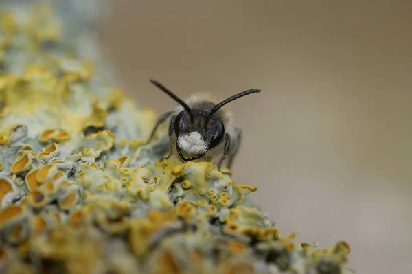 Kırmızı Karınlı Madencinin Makro Çekimi Andrena Ventralis — Stok fotoğraf