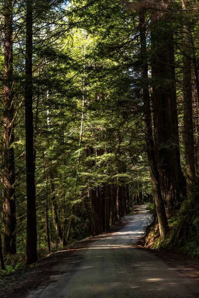 Uma Vertical Uma Trilha Sequoias Redwood National State Park Norte — Fotografia de Stock