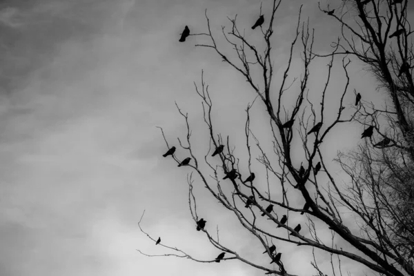 Plan Noir Blanc Troupeau Corbeaux Assis Sur Des Branches Arbres — Photo