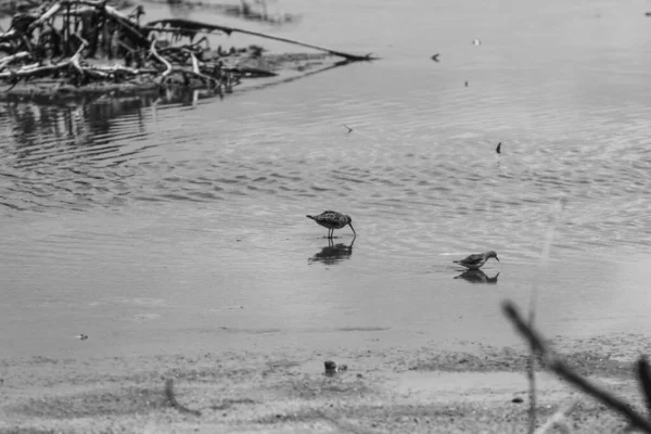Ένα Γκρι Πλάνο Από Ξύλινους Αμμόλοφους Tringa Glareola Που Κολυμπούν — Φωτογραφία Αρχείου