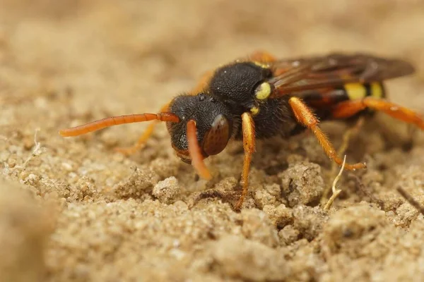 地面に黄色の足の遊牧民の蜂のマクロショット — ストック写真
