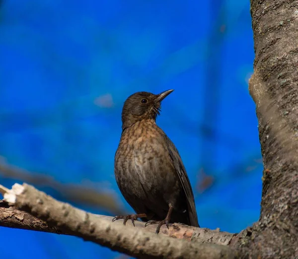 Closeup Shot Common Blackbird Perched Branch Blue Background — Stock Photo, Image