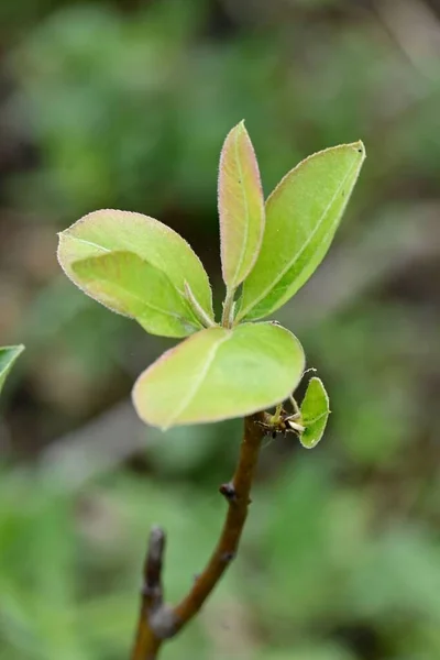 Bulanık Yeşil Arka Planda Yeşil Bir Bitkinin Dikey Yakın Çekimi — Stok fotoğraf