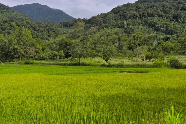 Una Vista Bajo Ángulo Hermoso Bosque Chu Yang Sin Vietnam —  Fotos de Stock