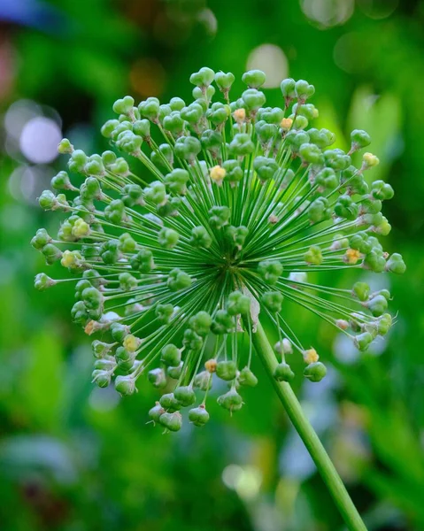 Plan Rapproché Vertical Une Plante Allium Stipitatum Dans Jardin Botanique — Photo