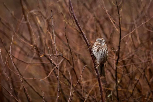 Song Sparrow Patyku — Zdjęcie stockowe