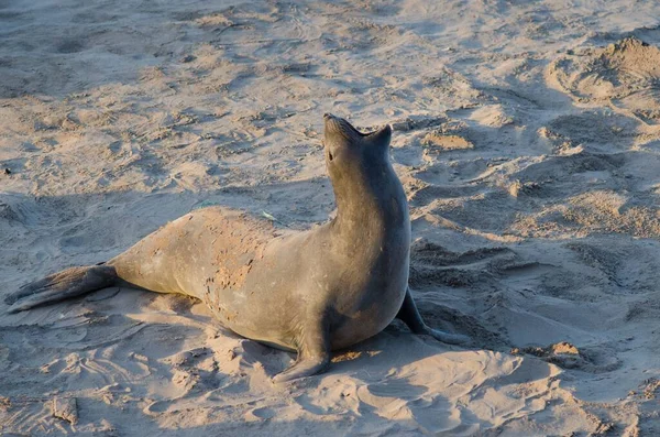 Sebuah Gambar Close Dari Singa Laut Lucu Tergeletak Pantai Berpasir — Stok Foto