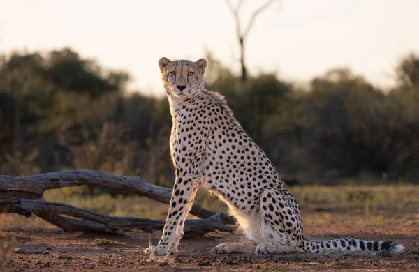 Een Prachtige Cheeta Zittend Nabij Een Boomstam Het Midden Van — Stockfoto