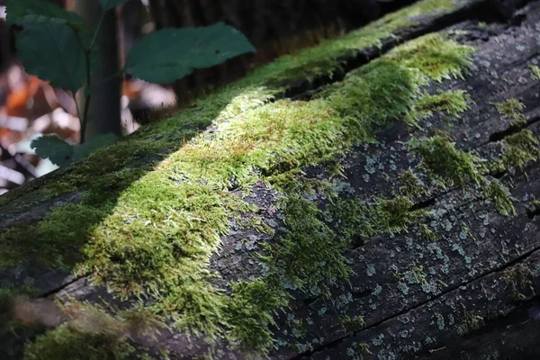Βρύα Που Καλλιεργούνται Φλοιό Δέντρων Ενός Οριζόντια Τοποθετημένου Κορμού Στη — Φωτογραφία Αρχείου