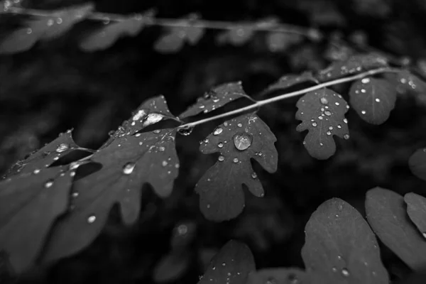 木のモノクロのクローズアップは水滴で葉します — ストック写真