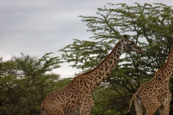 Δύο Καμηλοπαρδάλεις Περπατούν Στο Μασάι Μάρα Μια Ζοφερή Μέρα Κένυα — Φωτογραφία Αρχείου