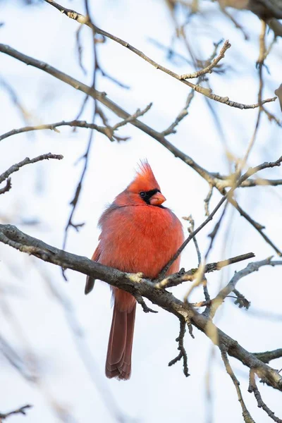 Tiro Seletivo Foco Pássaro Cardinal Norte Masculino Empoleirado Ramo Desencapado — Fotografia de Stock
