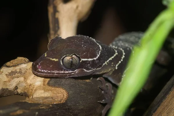 Fechar Sobre Cabeça Uma Floresta Malaia Gecko Bico Curvado Encalhado — Fotografia de Stock