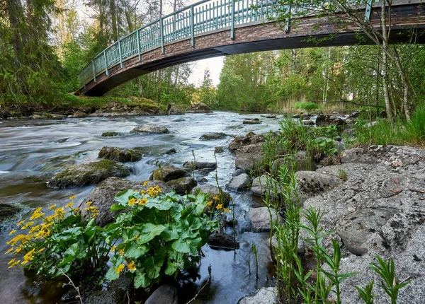 森の中の川に架かる橋 — ストック写真