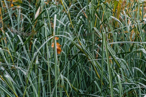 Det Gröna Gräset Fältet — Stockfoto