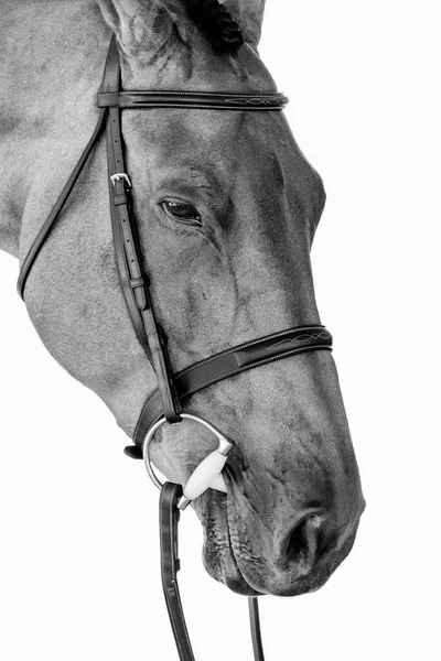 Eine Vertikale Graustufenaufnahme Eines Pferdes — Stockfoto