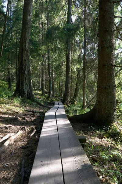 Plan Vertical Sentier Bois Pédestre Dans Une Forêt Avec Grands — Photo