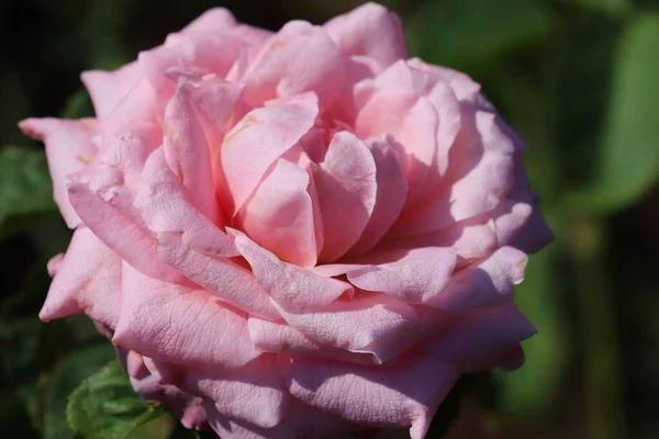 Ένα Κοντινό Πλάνο Ενός Ροζ Τριαντάφυλλου Μια Ηλιόλουστη Μέρα — Φωτογραφία Αρχείου
