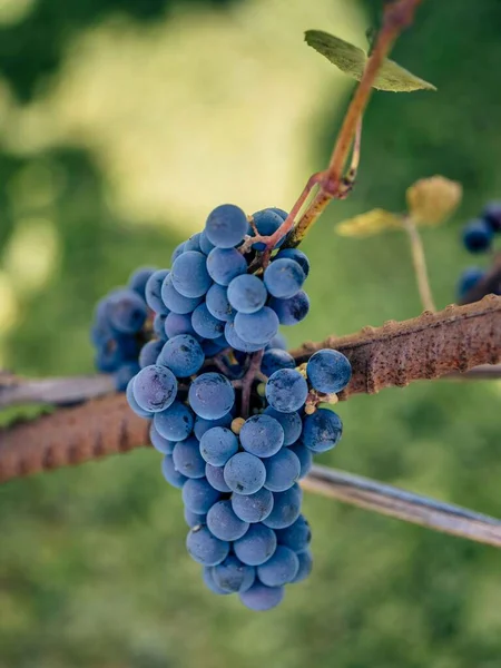 Een Verticaal Shot Van Een Rijpe Tros Druiven Met Wazige — Stockfoto