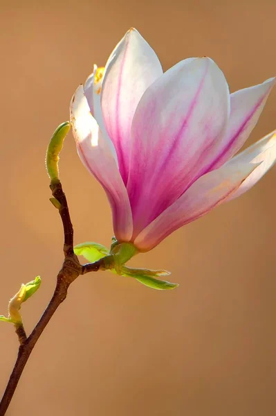 Pionowe Zbliżenie Magnolii Odcieniach Różu Bieli Rozmytym Tle — Zdjęcie stockowe