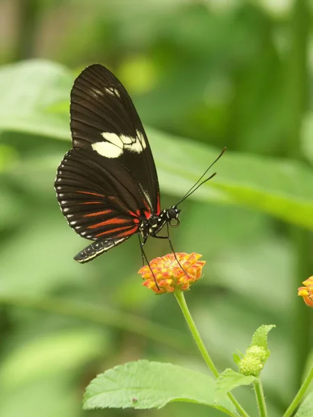 주황색 도리스 귀여운 나비의 — 스톡 사진