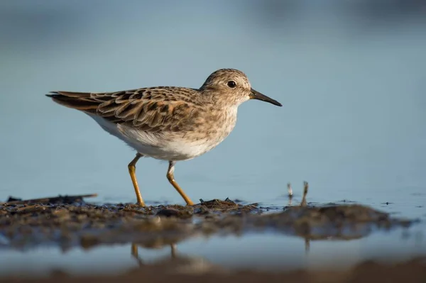 Least Tern Bird Standing Mud Water — Foto de Stock