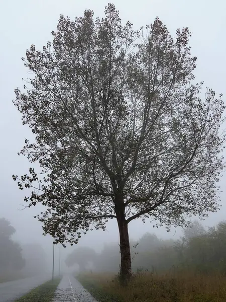 Lillerodの霧の道と木 — ストック写真