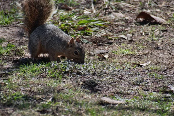 Ein Braunes Eichhörnchen Boden — Stockfoto