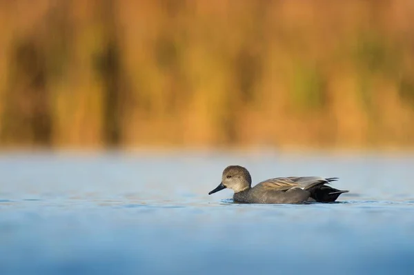 一只小鸭在湖水上游泳 — 图库照片