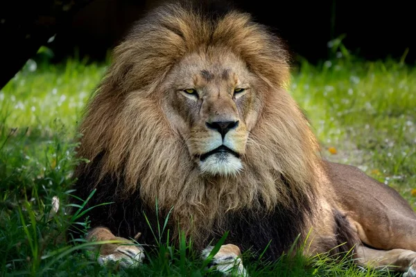 Zbliżenie Lwa Siedzącego Trawie Zoo — Zdjęcie stockowe