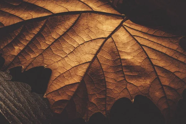 Closeup Dry Maple Leaf Autumn Leaf Detail — Stock Photo, Image