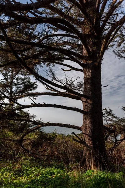 Een Bos Omringd Door Dichte Bomen — Stockfoto