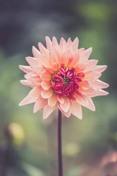 stock image A vertical shot of a pink dahlia flower on a blurry background