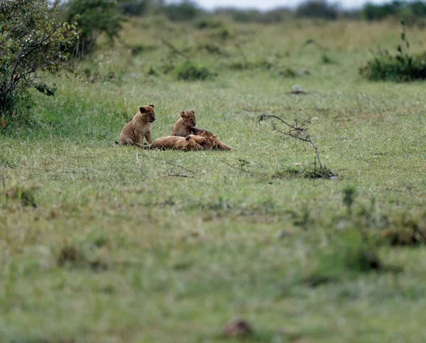 Lion cubs of the Topi Pride play in Masai Mara, Kenya. Adorable little lion cubs play-fight on green field.