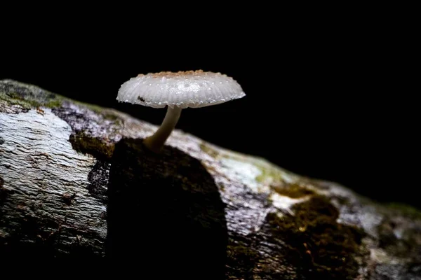 Gros Plan Petit Champignon Couvert Gouttes Rosée Sur Bois — Photo