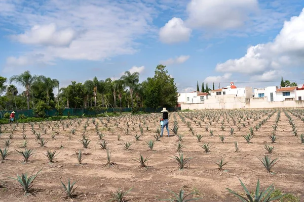Agricultores Trabalham Agave Jima Campo Para Levar Para Fábrica Tequila — Fotografia de Stock