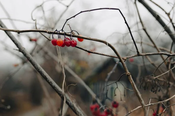 Ağaç Dalında Yetişen Kırmızı Böğürtlenlere Yakın Çekim — Stok fotoğraf