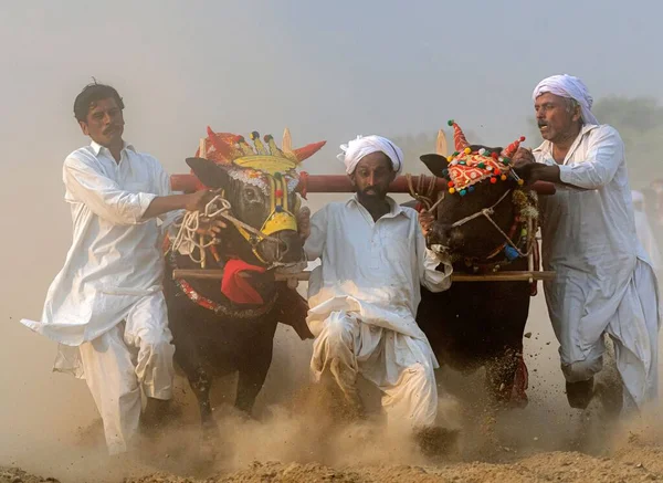 Gente Aldea Punjab Ropa Blanca Raza Bull Karah Evento Rural — Foto de Stock