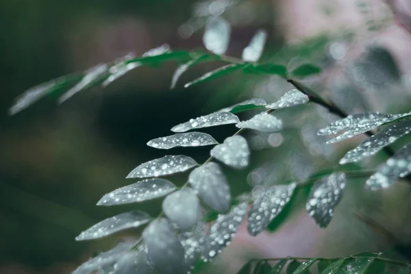 Eine Schöne Nahaufnahme Einer Farnpflanze Die Mit Regentropfen Bedeckt Ist — Stockfoto
