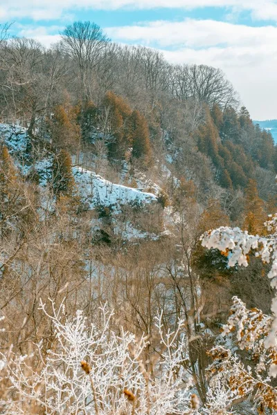 Los Árboles Valle Durante Invierno —  Fotos de Stock
