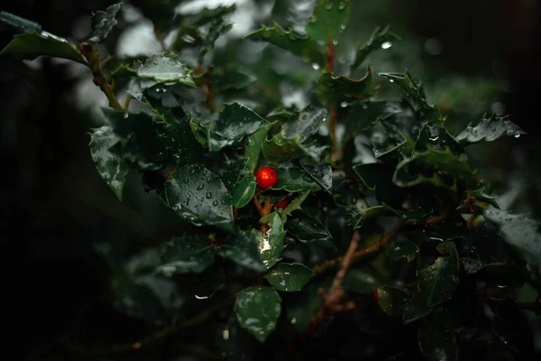 Holly Bush Dark Green Tones Red Berry Rainy Day — Stock Photo, Image