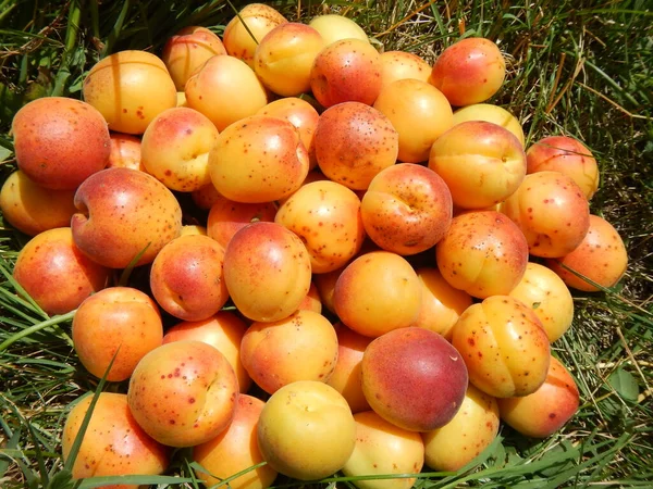 High Angle Pile Delicious Ripe Apricots Red Sides Grass — Stock Photo, Image
